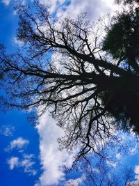 Low angle view of bare tree against blue sky