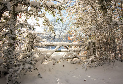 White flower tree in snow