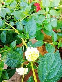 Full frame shot of white flowers