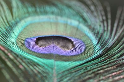 Close-up of peacock feathers