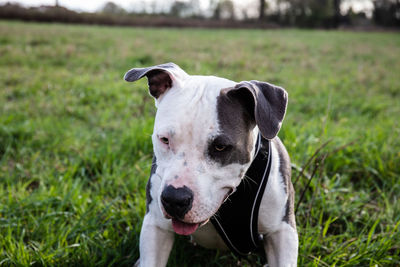 Portrait of dog on field