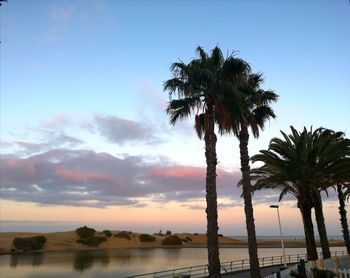 Palm trees by sea against sky at sunset