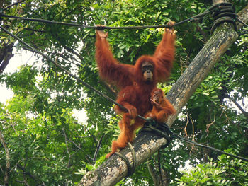 Low angle view of monkey on tree in forest