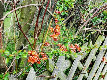 Plants growing on tree