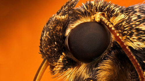 Close up of insect eye against orange background