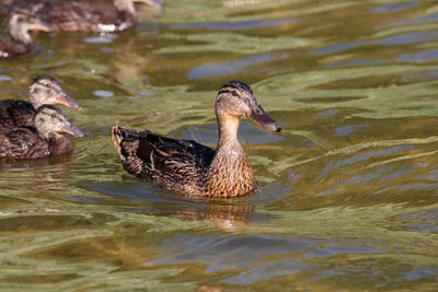 Duck swimming in lake
