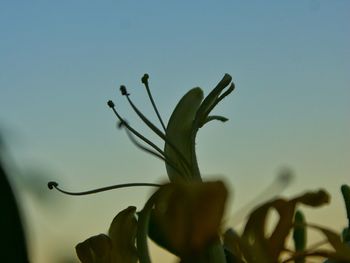 Close-up of flowers