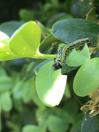 Close-up of insect on leaf