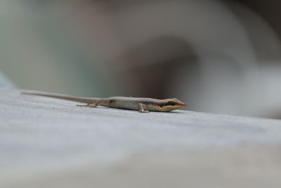 Close-up of lizard on wall