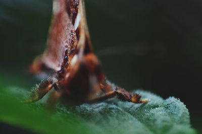 Close-up of spider