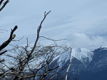 Snow covered plants against sky