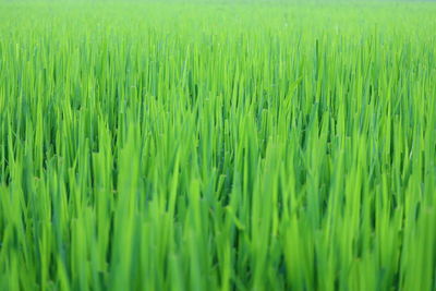 Full frame shot of rice paddy