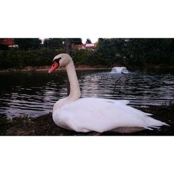 Birds in calm water