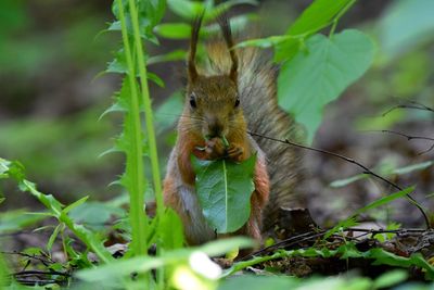 Close-up of squirrel