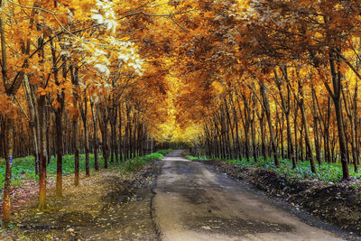 Road amidst trees in forest during autumn