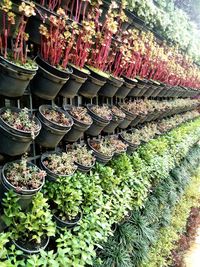 High angle view of vegetables for sale in market