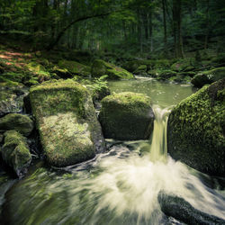 Scenic view of waterfall in forest