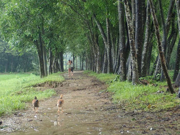 A village on a rainy day in bangladesh 