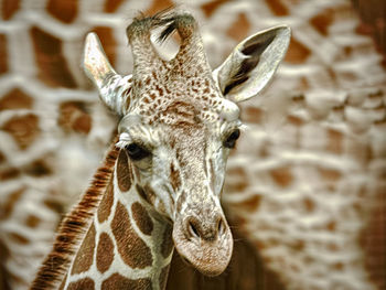 giraffe