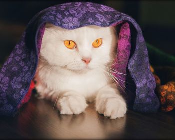 Portrait of cat lying on sofa