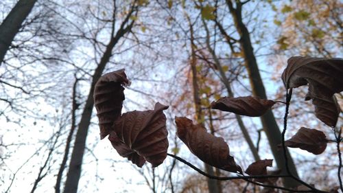 Low angle view of maple tree against sky