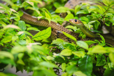 Close-up of lizard on green leaf