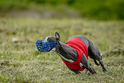 Whippet dog in red shirt running and chasing lure in the field on coursing competition