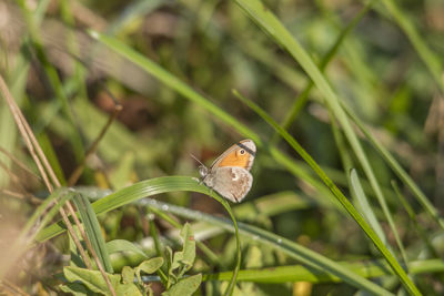 Butterfly on leaf