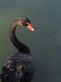 Swan on rock