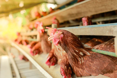 Chickens breed eggs, the chicken took its head out of the cage to eat. chicken breed in the farm