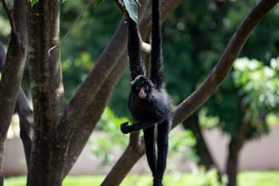 Monkey on tree branch