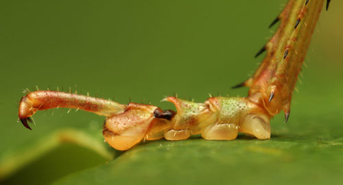 Close-up of insect foot on plant