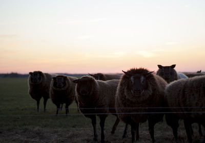 Portrait of sheep standing in field during sunset