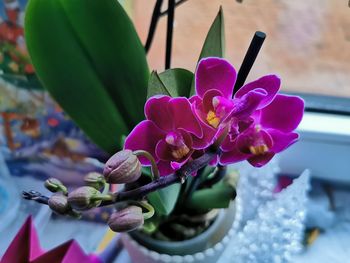 Close-up of pink flowering plant in pot