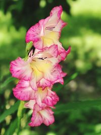 Close-up of pink flower blooming in park