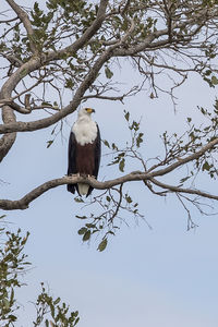 Low angle view of bird perching on tree against sky