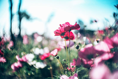 Close-up of pink flowering plants on field