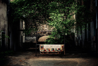 Trees growing by buildings in yard