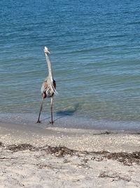 Expressions of great blue heron