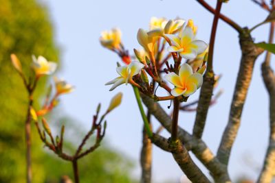 Close-up of yellow flowering plant against sky