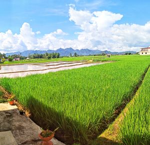 Scenic view of agricultural field against sky