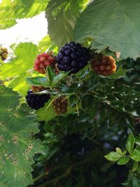 Close-up of berries growing on tree