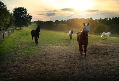 Horses standing in ranch against sky during sunset