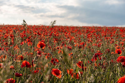 Red poppy flowers in field