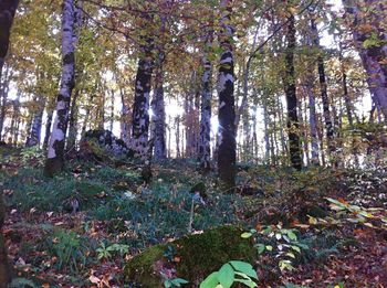 Trees in forest