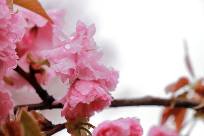 Close up of double cherry blossoms in spring.