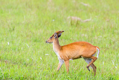 Deer on field