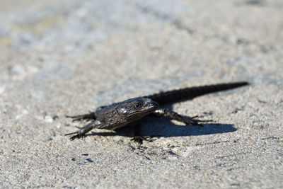 High angle view of insect on sand