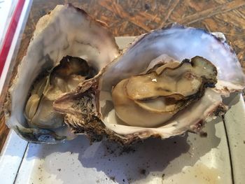 High angle view of ice cream in plate