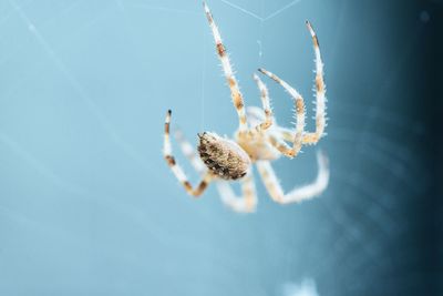 Close-up of spider weaving web